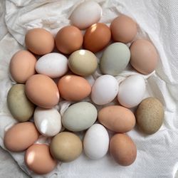 Organic Chicken Eggs From Daniel’s Farm!