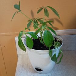 Live Mini Umbrella Tree