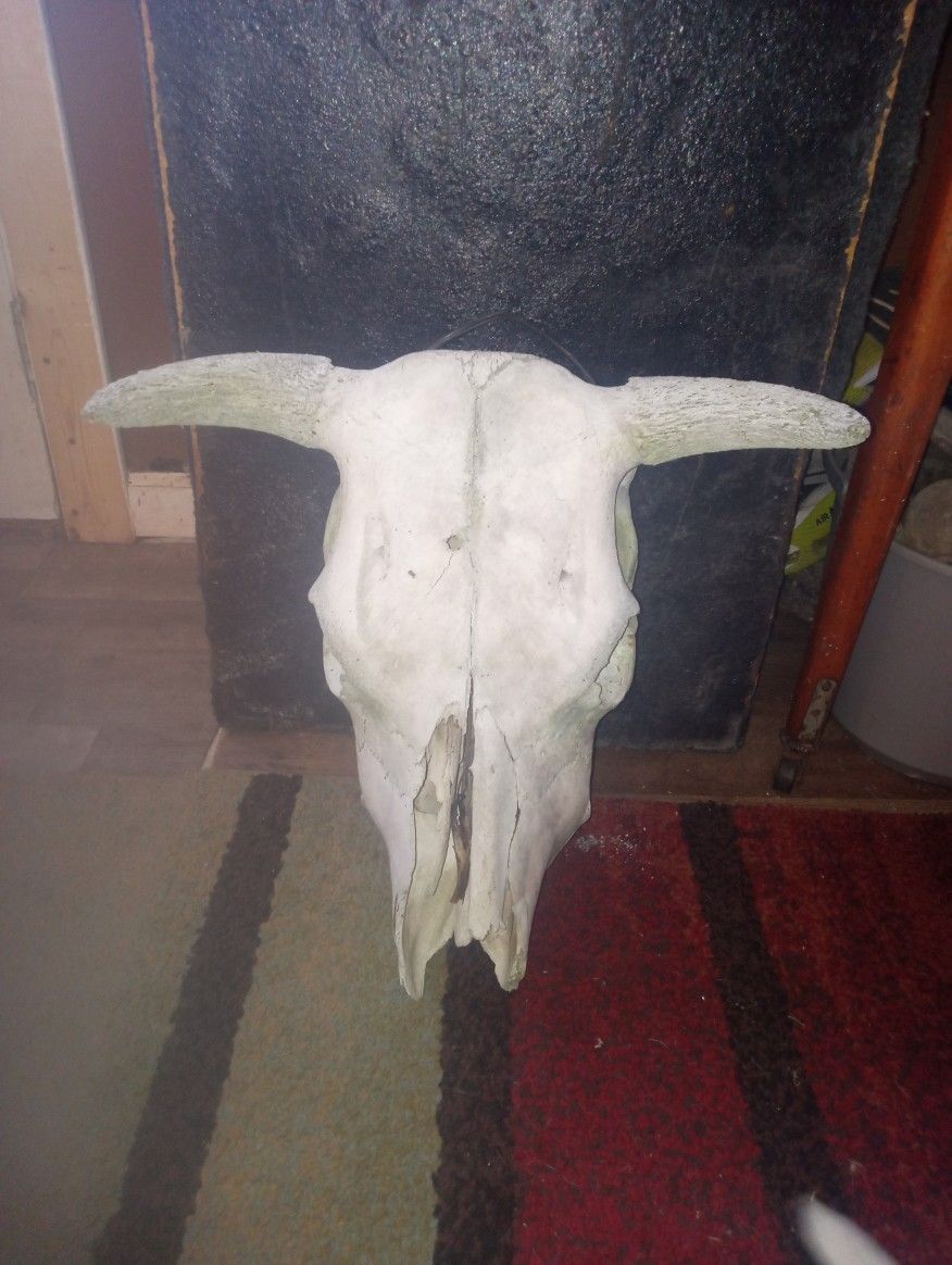 Bull Skull