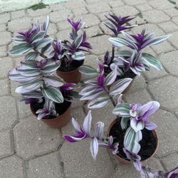 Full Wandering Jew