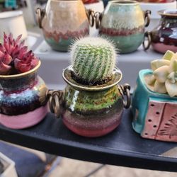 POTS AND PLANTS SALE ON SATURDAY IN SAN LORENZO  STARTS AT 1PM  