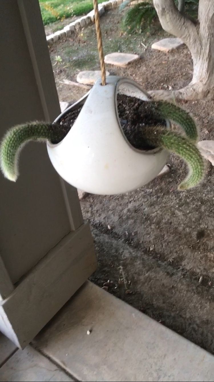 Monkey tail Cactus in Ceramic Hanging Planter
