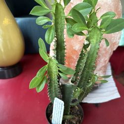 🌿Euphorbia Green Lucky PLANT🙏PLS READ DESCRIPTION 