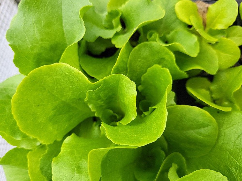 Lettuce Starts In 6 Plant PAK