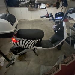 Zebra Scooter 