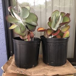 Succulent Plants