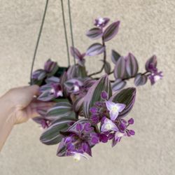 Beautiful Tradescantia Nanouk Plant With Hanging Pot