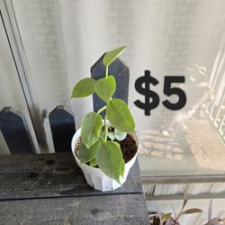 Silver Sword Philodendron 