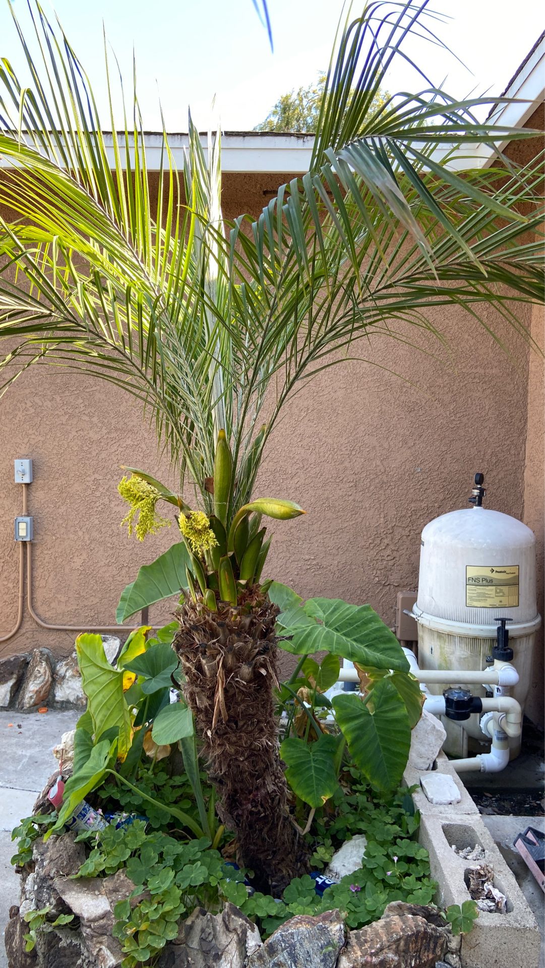 Palm tree.