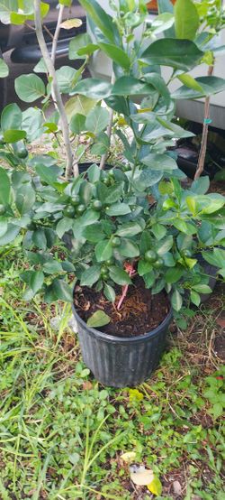Kumquat Plant 