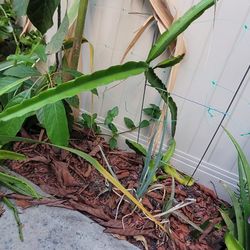Dragonfruit Plant