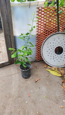 34inch lemon tree