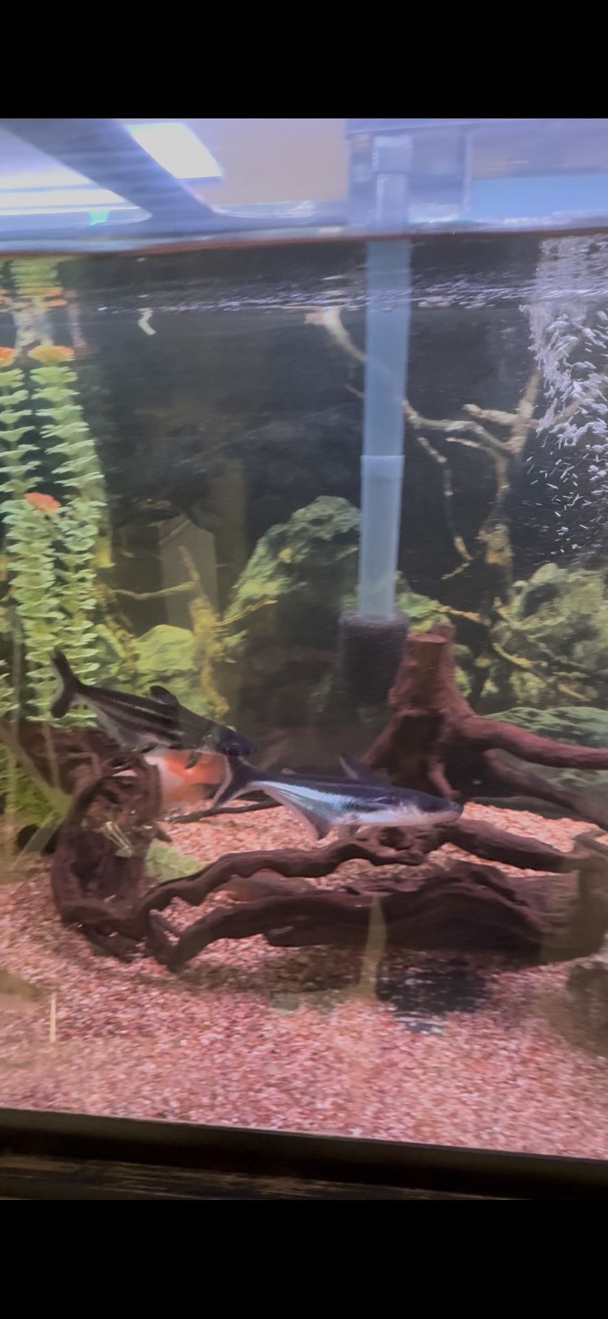 Aquarium Decor