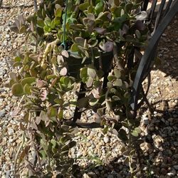 Jade Plant