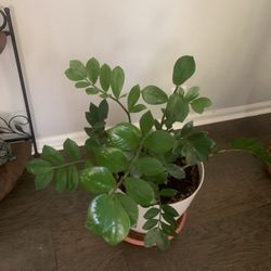 Potted plant!  For inside! 