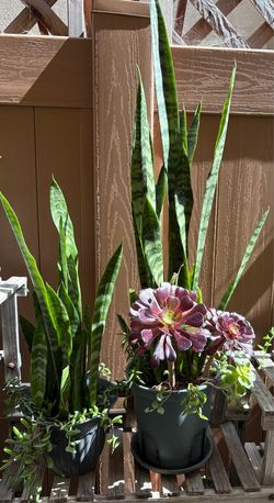 Snake plants