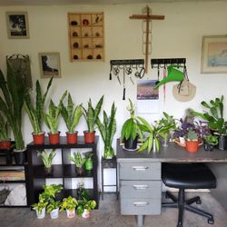 All Must Go! Plants! $5, $10, $15 Per Plant 