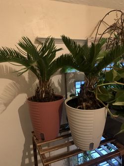 King Sago Palm Tree Plant!! $30 Each!! 