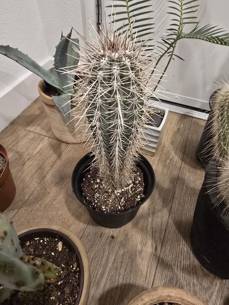 Cardon Cactus 'Pachycereus pringlei'