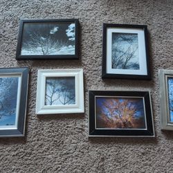 Tree Collage Of 6 Framed 