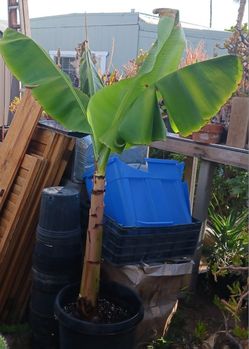 Live Banana Tree, SEE OTHER OFFERS