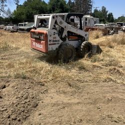 Bobcat En Cerbicio