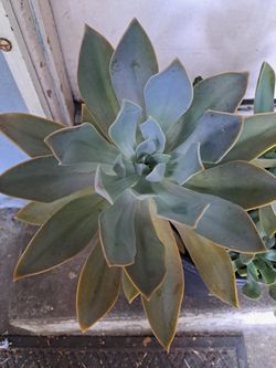 Suculenta