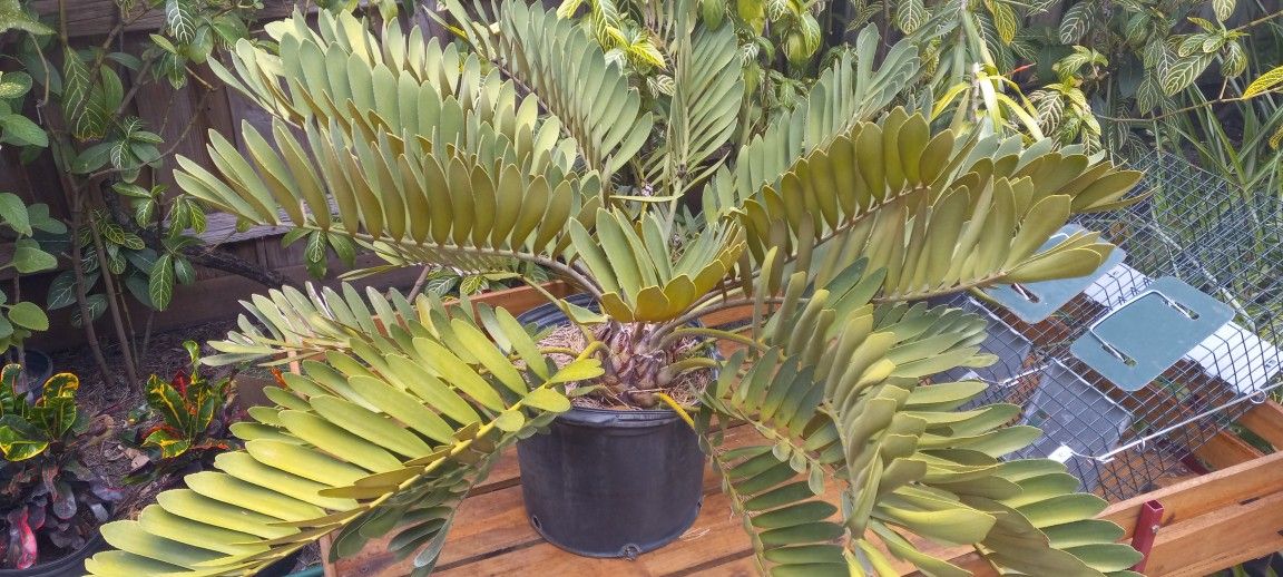 Cardboard Palm