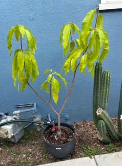 Sweet Tart Mango Tree