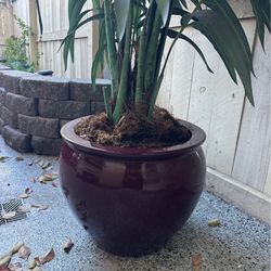 Fake Plant