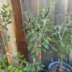 Plantas De Chile  Negro Y Del Rojo Ala Venta En Maceta De 5 Galones Ala Venta 