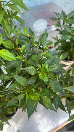 Chiltepin chile plants