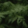 Paul