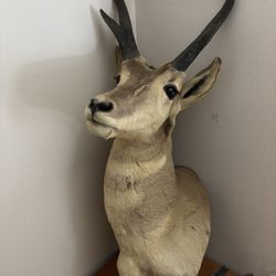 Pronghorn Antelope Shoulder Mount 