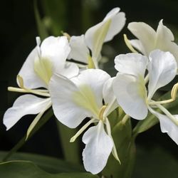 White Hawaiian Ginger (aka Mariposa flowers).