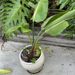 Bird Of Paradise Plant With Ceramic Pot