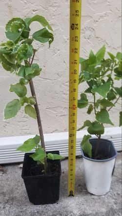 Copper Leaf Plant, Live