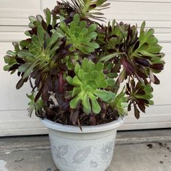 3 for $10 Cuttings AEONIUM ARBOREUM ‘ZWARTKOP’ (BLACK ROSE) succulent houseplant For rooted cuttings 3 for $10 or $4 each Indoor and outdoo
