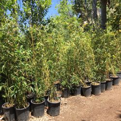 ✨🎋✨5 GALLON SIZE- BAMBOO PLANTS - MULTIPLE VARIETIES AVAILABLE 