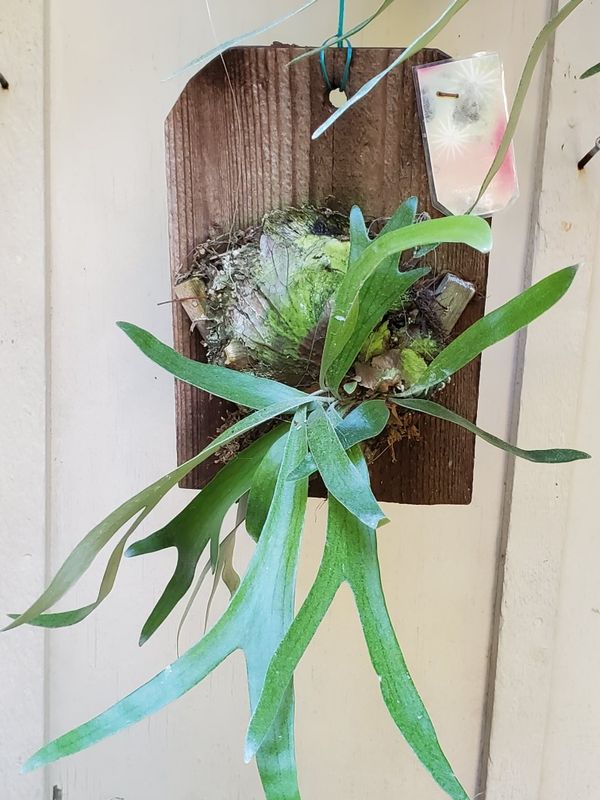 Staghorn Elkhorn Plants 25 &amp; Up. Stag horn, garden
