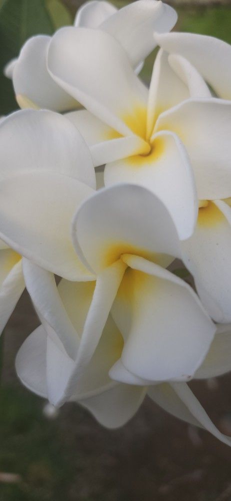 Fragrant White Plumeria
