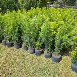 Podocarpus Instan Privacy Hedge 