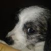 Martin