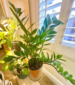 ZZ Plant