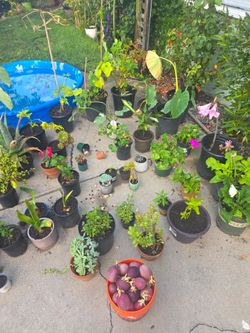 Plants for sale ! Plantas ! Passion fruit!