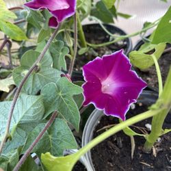Red Picotee Vine Morning Glory Plants Still Available 