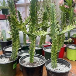 Variegated Plants 