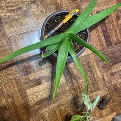 Aloe