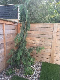 Free small weeping evergreen tree