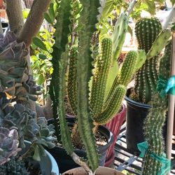 Cactus And Succulents.